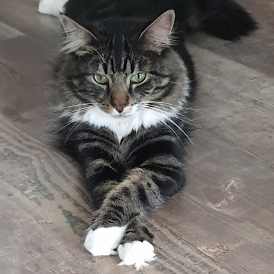 Dekkater Todo Poderosso's Faelyn'Finale